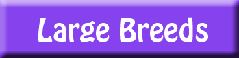 large dog breeds